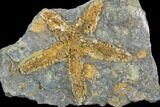 Ordovician Starfish (Petraster?) Fossil - Morocco #100078-1